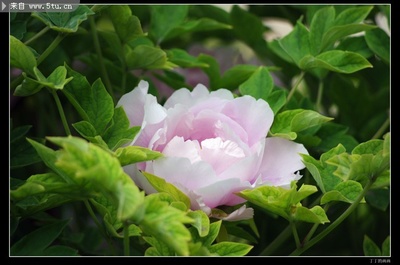粉色牡丹花圖片鑒賞 原創鮮花圖片稀有高精素材來襲