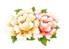 牡丹花開 免費高清PNG下載與欣賞指南