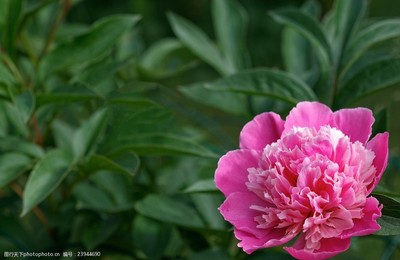 花開時節動京城 牡丹的華美與芳魂