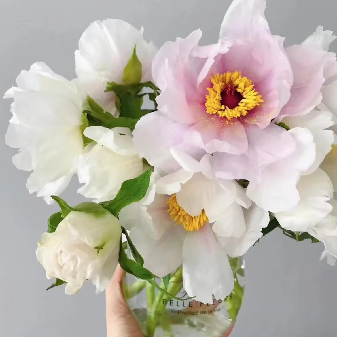 芍藥牡丹的凝望 不只是挽留花期，更是時光中優雅的安排