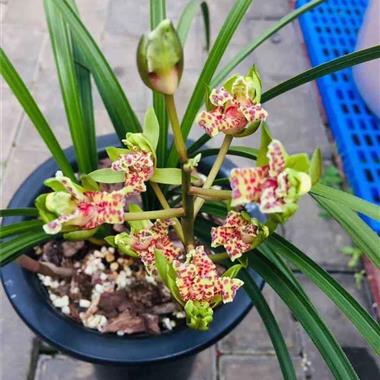 蕙蘭精品牡丹奇花 雙苗三芽牡丹鮮花，綻放春日的絕美奇景