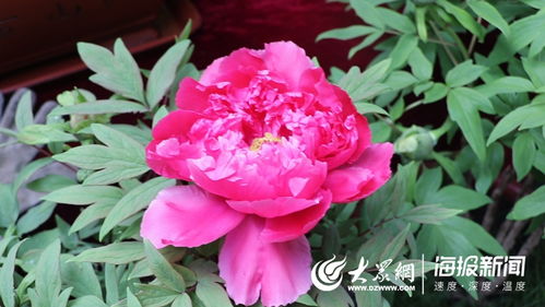 新春走基層⑧ 巧用“催花術” 助力鄉村振興，菏澤牡丹在全國“爭春”的故事