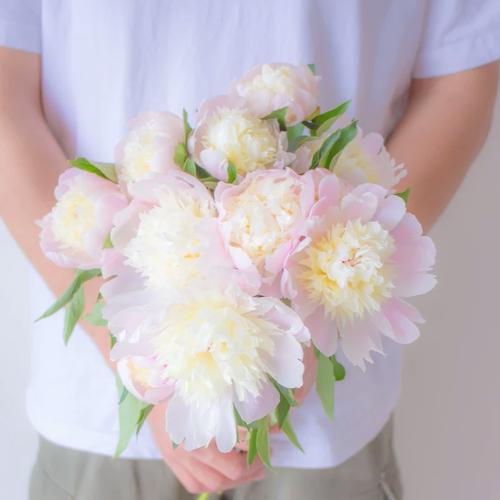 四川重瓣芍藥鮮花云南直發鮮切花牡丹花插花鳳羽落金池花束鮮切花