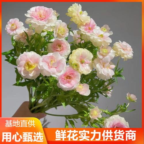 牡丹花鮮花廠家,品牌,圖片,熱帖