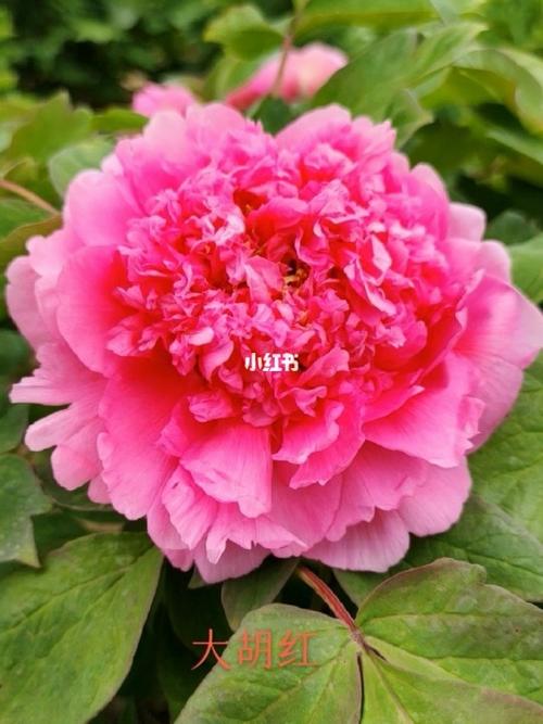 菏澤宏德牡丹芍藥鮮切花