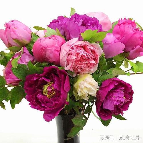 牡丹鮮切花如何選擇合適的品種和養護?