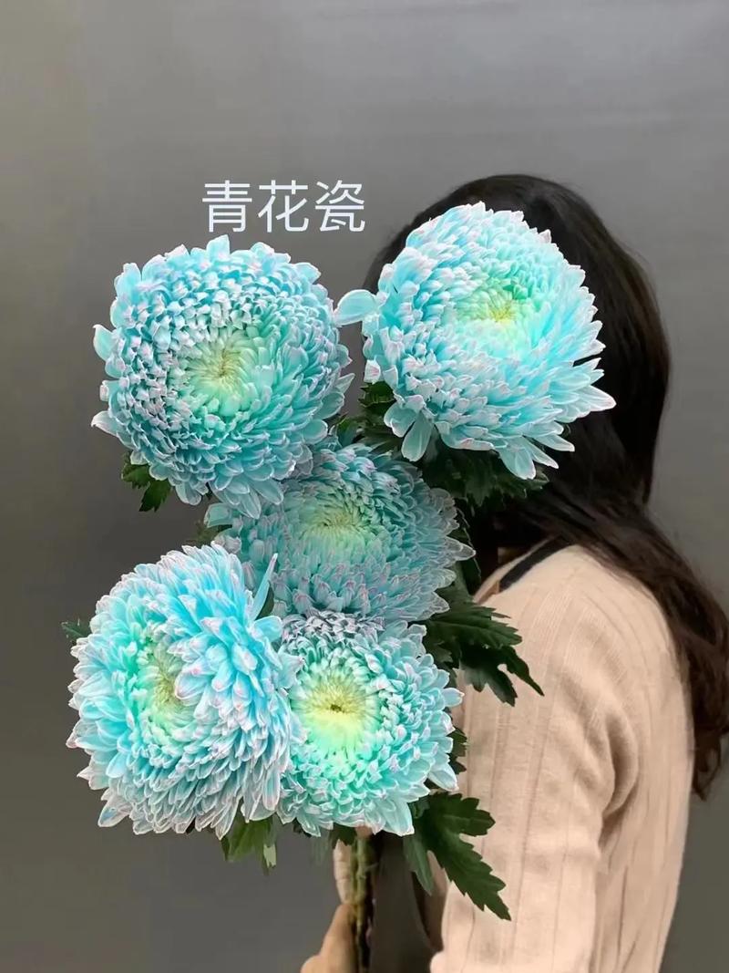 牡丹菊#斗南鮮花 #鮮花批發 牡丹菊直徑可達12厘米以上